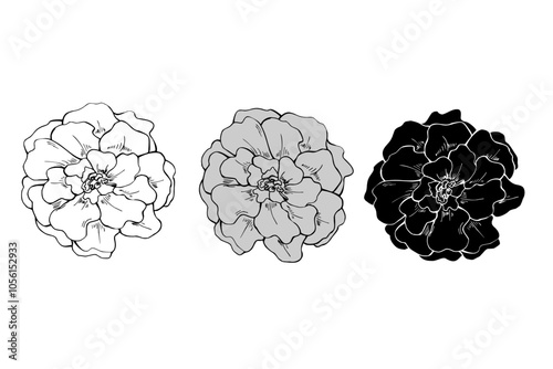 Autumn marigold flower heads in three colors line art hand drawn isolated illustration. October Birth month flowers ink sketch. Floral blooming element etching drawing for decor, greetings, icon