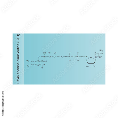Flavin adenine dinucleotide, FAD skeletal structure diagram.Vitamin B2 compound molecule scientific illustration.