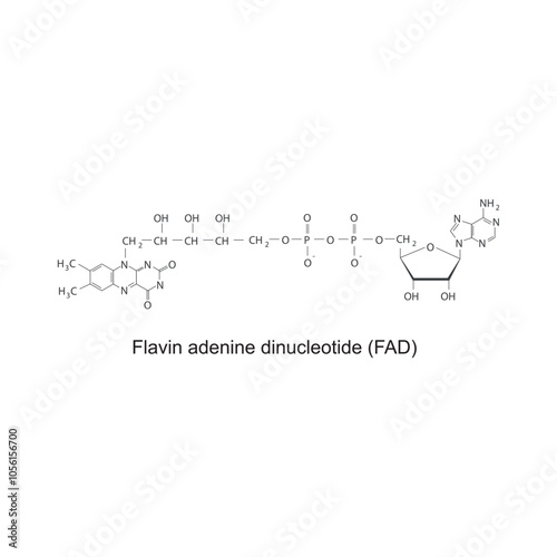 Flavin adenine dinucleotide, FAD skeletal structure diagram.Vitamin B2 compound molecule scientific illustration.