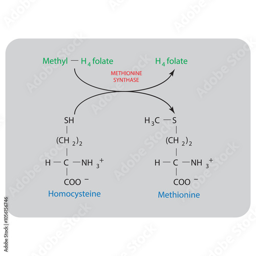 Diagram showing function of methionine synthase - conversion of Homocysteine to Methionine via Methyl H4 folate and H4 folate
