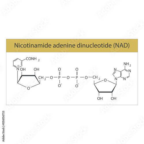 Nicotinamide adenine dinucleotide, NAD skeletal structure diagram.Vitamin B3 compound molecule scientific illustration.