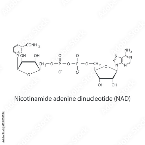 Nicotinamide adenine dinucleotide, NAD skeletal structure diagram.Vitamin B3 compound molecule scientific illustration.