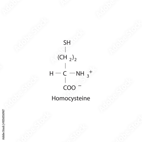 Homocysteine skeletal structure diagram.amino acid compound molecule scientific illustration.
