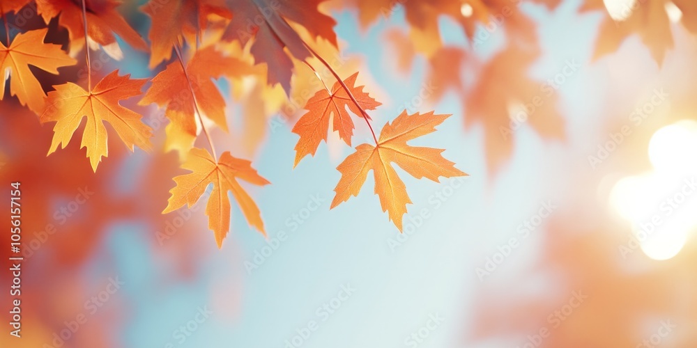 Close-up of richly colored autumn maple leaves illuminated by soft natural light with a blurred background Close-up of richly colored autumn maple leaves illuminated by soft natural light with a blurred background