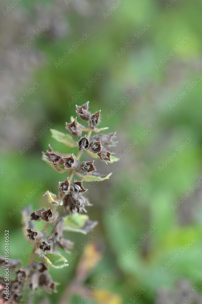 Common germander seed pods