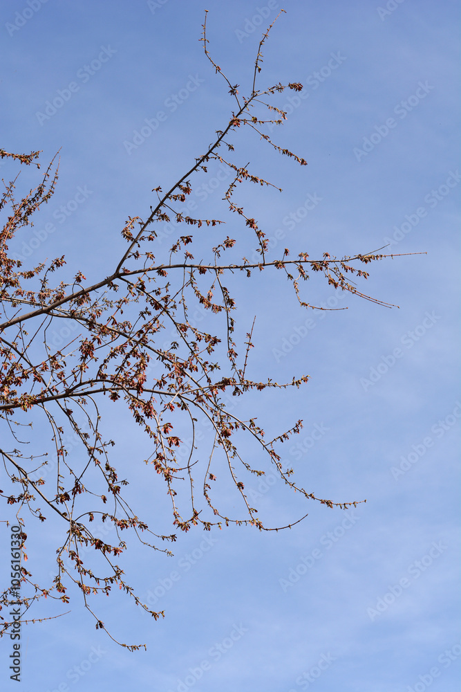 Silver maple bracch with flowers Silver maple bracch with flowers