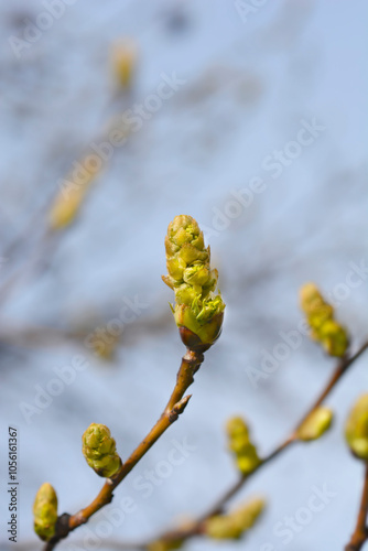 American sweetgum branch with flowers photo