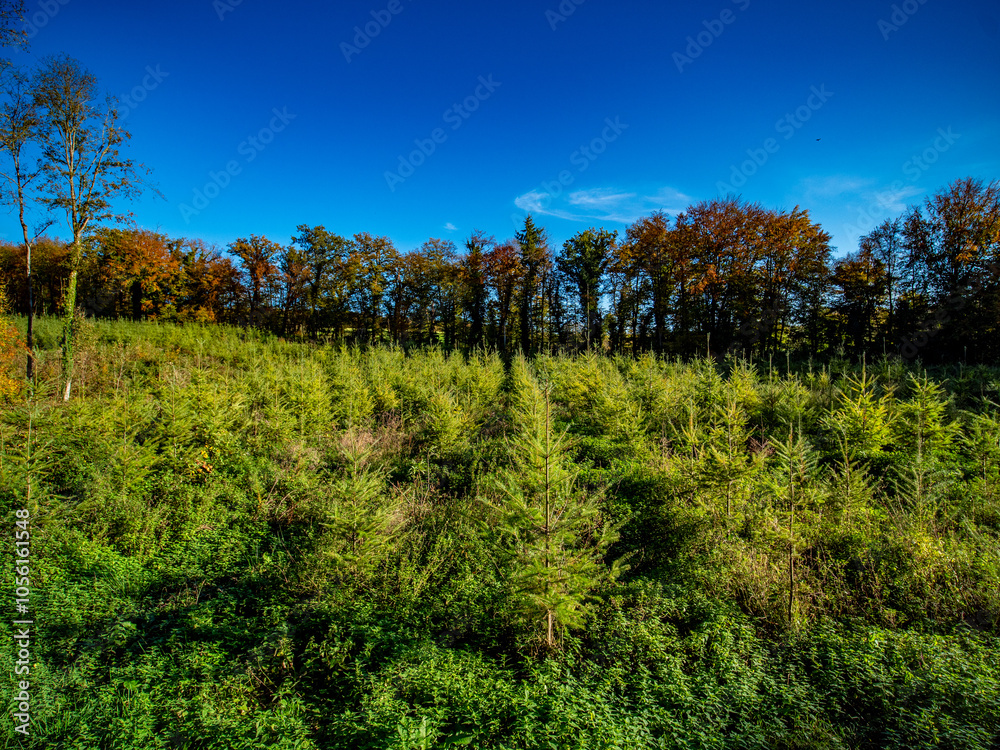Fototapeta premium Wiederaufforstung im herbstlichen Wald