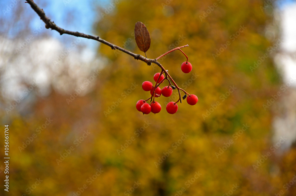 czerwona jarzębina, owoce jarzębiny na żółtym tle jesienią, Jarząb pospolity, jarzębina, Sorbus aucuparia,rowan berries on yellow background in autumn, red rowan berries against blurred background