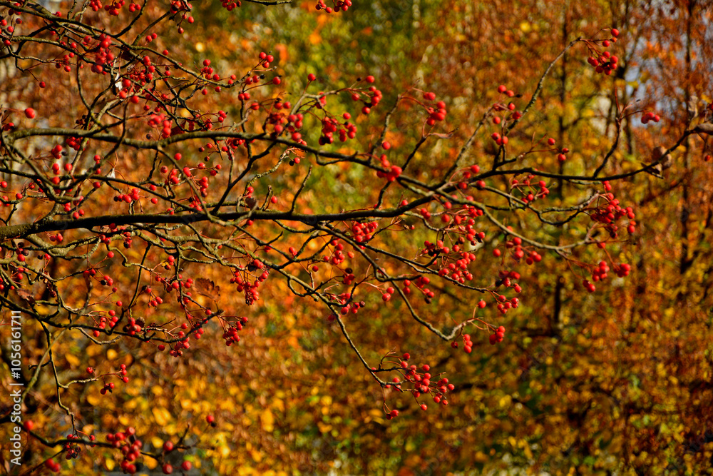 czerwona jarzębina, owoce jarzębiny na żółtym tle jesienią, Jarząb pospolity, jarzębina, Sorbus aucuparia,rowan berries on yellow background in autumn, red rowan berries against blurred background czerwona jarzębina, owoce jarzębiny na żółtym tle jesienią, Jarząb pospolity, jarzębina, Sorbus aucuparia,rowan berries on yellow background in autumn, red rowan berries against blurred background