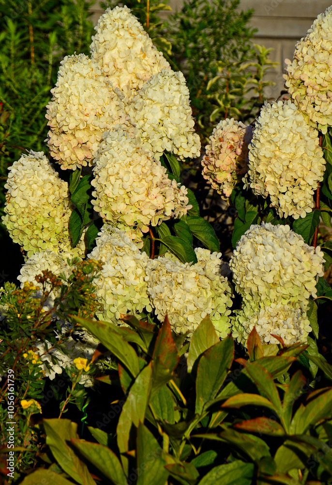 kwitnąca hortensja bukietowa, białe kwiaty, hydrangea paniculata or panicled hydrangea, krzew ozodbny, White flowers of hydrangea paniculata in garden, hortensja