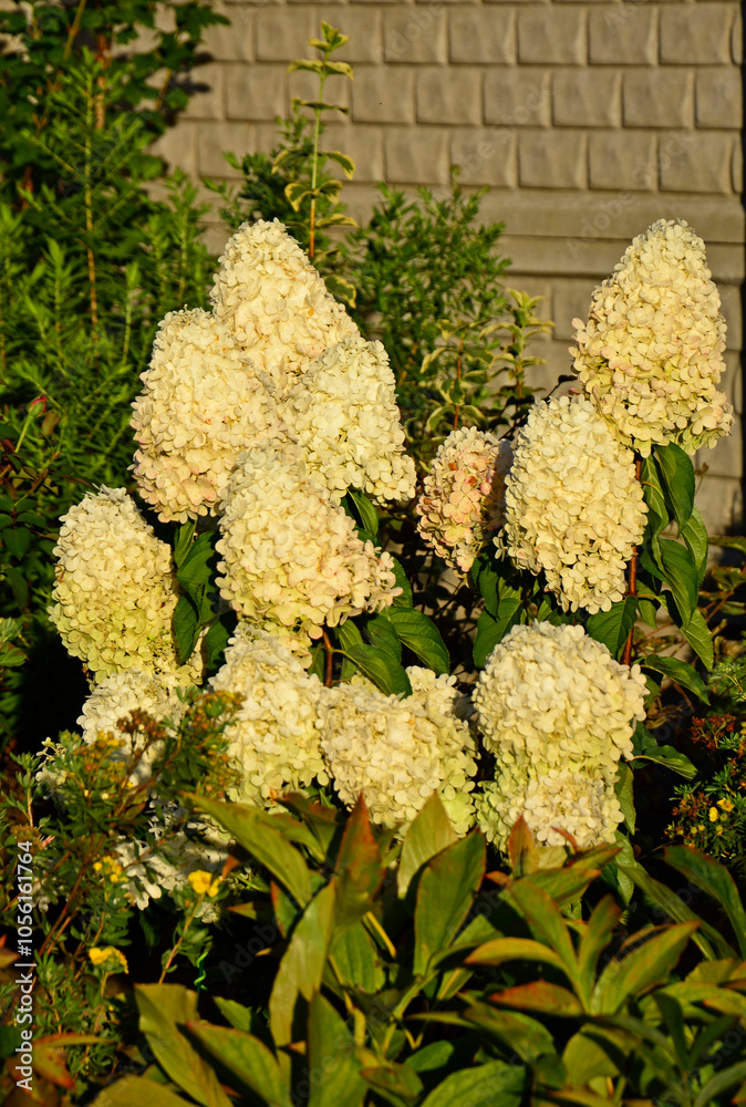 kwitnąca hortensja bukietowa, białe kwiaty, hydrangea paniculata or panicled hydrangea, krzew ozodbny, White flowers of hydrangea paniculata in garden, hortensja