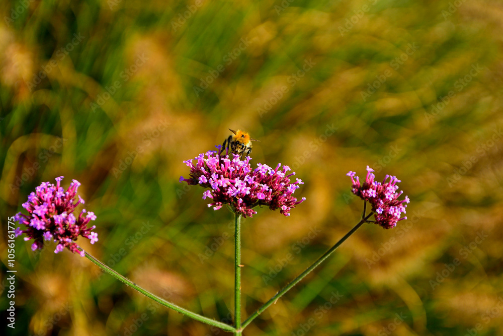 trzmiel siedzący na werbenie patagońskej, Bumble-bee sitting on Verbena purple flower, Verbena bonariensis, Bombus, Bumblebee, bumblebee on a purple top vervain flower