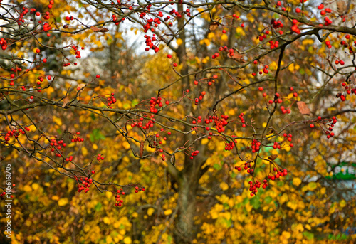 Obraz na płótnie czerwona jarzębina, owoce jarzębiny na żółtym tle jesienią, Jarząb pospolity, jarzębina, Sorbus aucuparia,rowan berries on yellow background in autumn, red rowan berries against blurred background w salonie