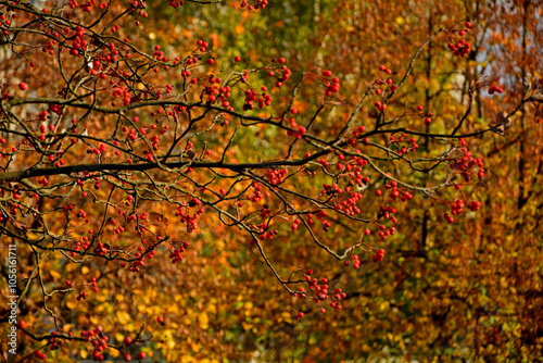 Obraz na płótnie czerwona jarzębina, owoce jarzębiny na żółtym tle jesienią, Jarząb pospolity, jarzębina, Sorbus aucuparia,rowan berries on yellow background in autumn, red rowan berries against blurred background w salonie