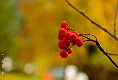 Obraz na płótnie czerwona jarzębina, owoce jarzębiny na żółtym tle jesienią, Jarząb pospolity, jarzębina, Sorbus aucuparia,rowan berries on yellow background in autumn, red rowan berries against blurred background w salonie
