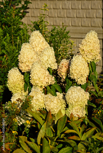 Obraz na płótnie kwitnąca hortensja bukietowa, białe kwiaty, hydrangea paniculata or panicled hydrangea, krzew ozodbny, White flowers of hydrangea paniculata in garden, hortensja