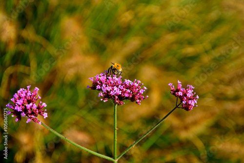 Obraz na płótnie trzmiel siedzący na werbenie patagońskej, Bumble-bee sitting on Verbena purple flower, Verbena bonariensis, Bombus, Bumblebee, bumblebee on a purple top vervain flower w salonie