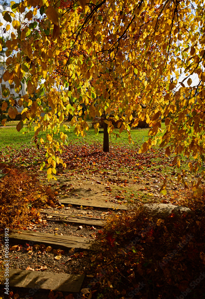 aleja w parku jesienią, kamienna ścieżka w parku z jesiennymi, kolorowymi drzewami, path in the park with autumn colorful trees, autumn pathway with fallen leaves and stone steps