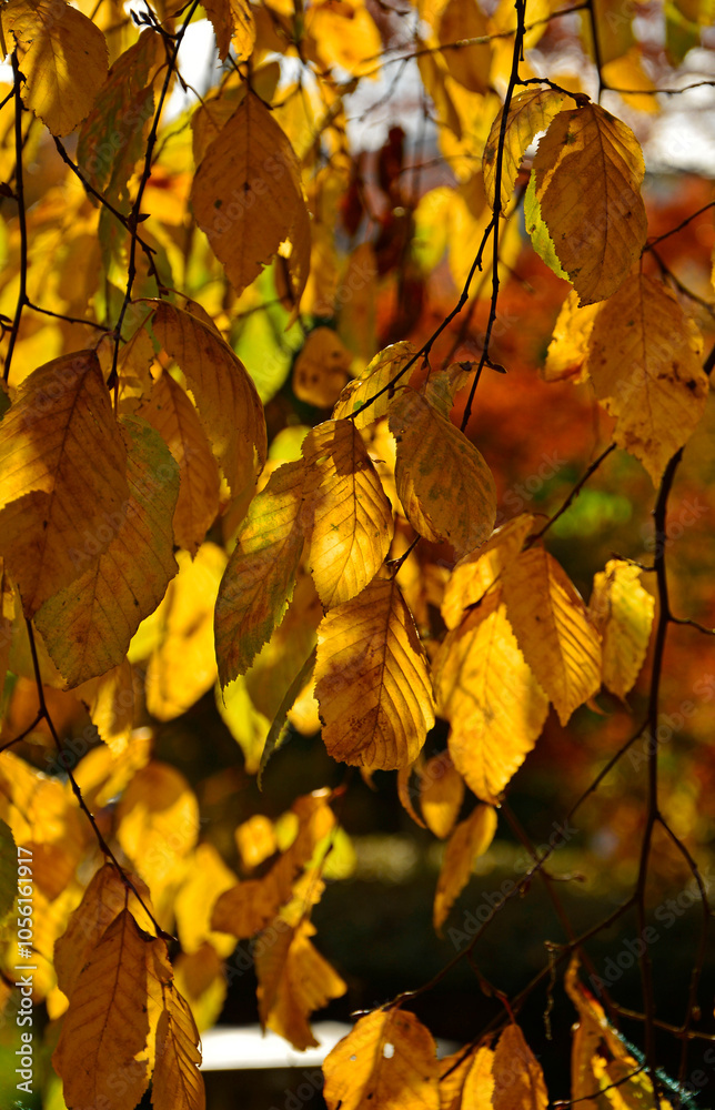 jesienne liście buku, zólte liscie buku zwyczajnego, Buk zwyczajny, buk pospolity (Fagus sylvatica), Colourful Autumn Leaves, autumn beech leaves on the branch, common beech
