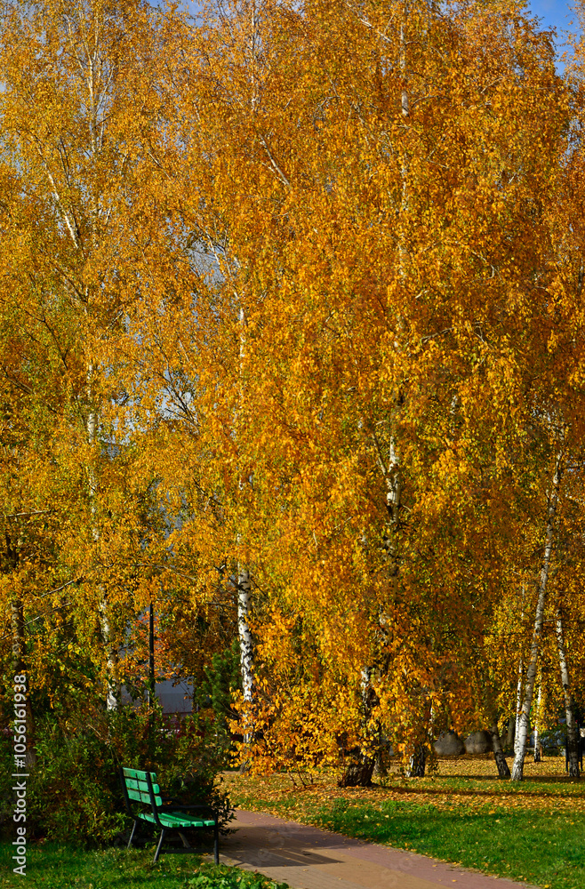 żółte brzozy jesienią, jesienne brzozy, Betula, yellow birches in autumn, autumn birches