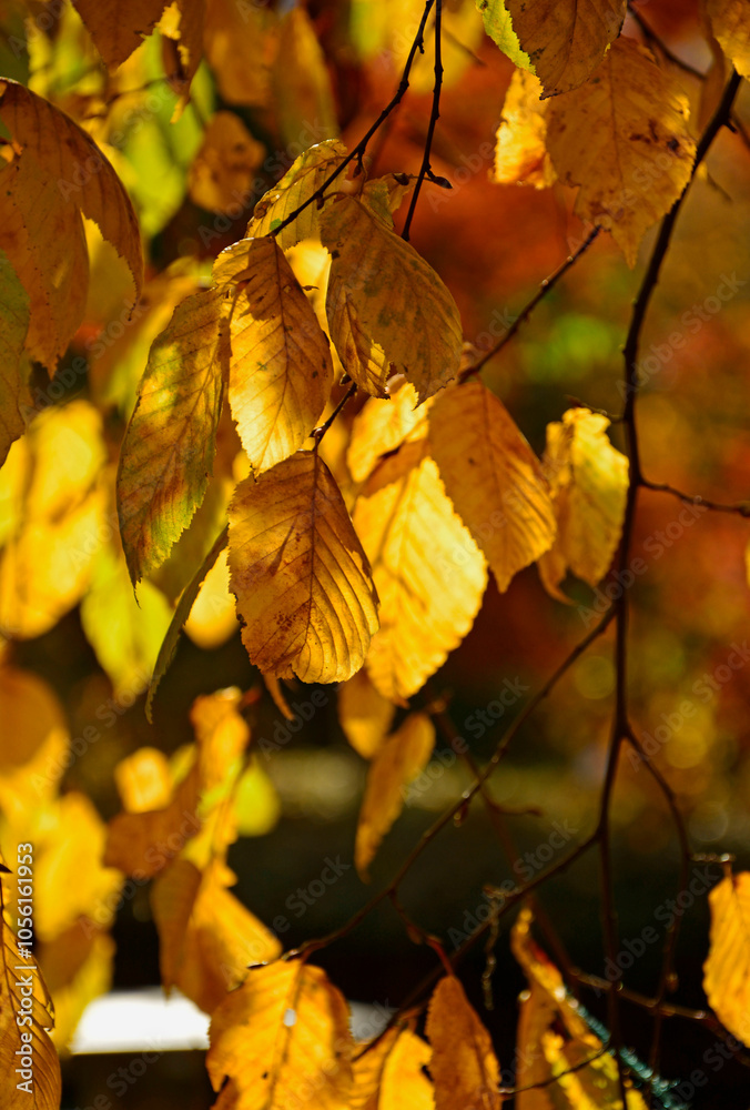 jesienne liście buku, zólte liscie buku zwyczajnego, Buk zwyczajny, buk pospolity (Fagus sylvatica), Colourful Autumn Leaves, autumn beech leaves on the branch, common beech