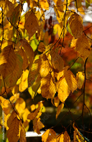 Obraz na płótnie jesienne liście buku, zólte liscie buku zwyczajnego, Buk zwyczajny, buk pospolity (Fagus sylvatica), Colourful Autumn Leaves, autumn beech leaves on the branch, common beech w salonie