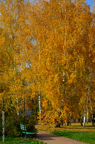 Obraz na płótnie żółte brzozy jesienią, jesienne brzozy, Betula, yellow birches in autumn, autumn birches w salonie