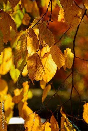 Obraz na płótnie jesienne liście buku, zólte liscie buku zwyczajnego, Buk zwyczajny, buk pospolity (Fagus sylvatica), Colourful Autumn Leaves, autumn beech leaves on the branch, common beech w salonie