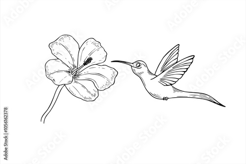 Vector hummingbird hovering on hibiscus for sucking the nectar out realistic graphic illustration. Tropical tiny colibri bird and flower line art painted by black inks. Protection of endemic bird