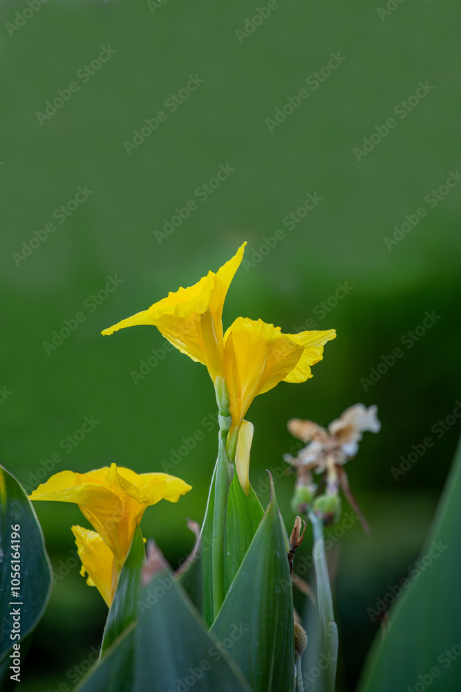 Close-up of yellow flowers, Golden canna, Canna flaccida, on green leaves with blurred background, macro