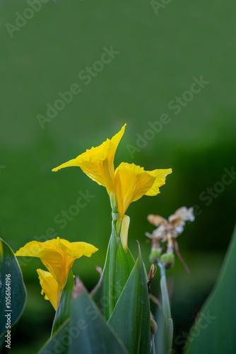 Obraz na płótnie Close-up of yellow flowers, Golden canna, Canna flaccida, on green leaves with blurred background, macro w salonie