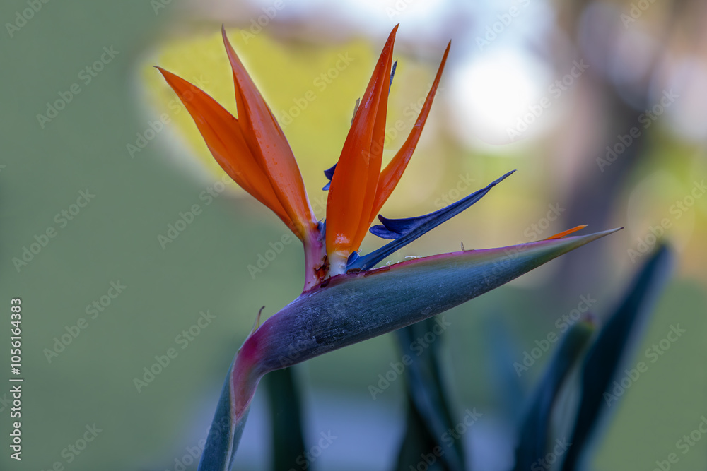Strelitzia reginae, commonly known as strelicia or bird of paradise, is a perennial, rhizomatous herbaceous plant, about 1.20 m tall, native to South Africa.