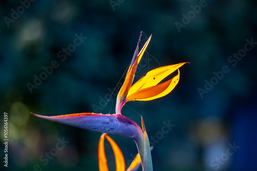 Obraz na płótnie Strelitzia reginae, commonly known as strelicia or bird of paradise, is a perennial, rhizomatous herbaceous plant, about 1.20 m tall, native to South Africa. w salonie