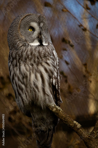 Wallpaper Mural Great grey Owl Strix nebulosa sitting in a tree. Torontodigital.ca