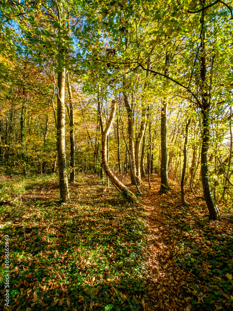Fototapeta premium Herbst im Mischwald