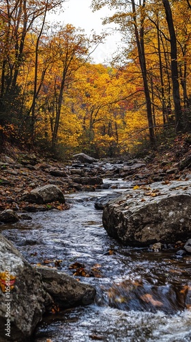 9:16 Aspect Photo of an Orange Forest Stream - JPEG 