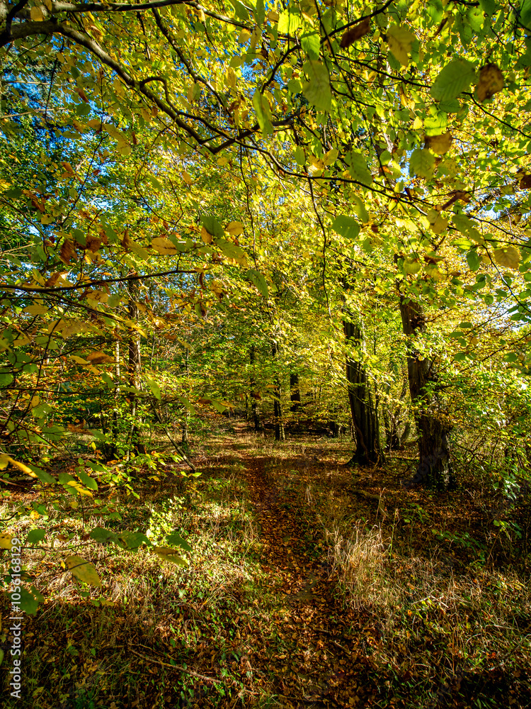 Fototapeta premium Waldweg im Herbst