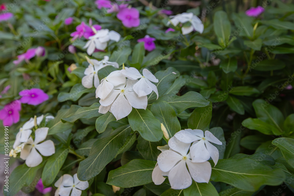 Vinca rosea flower in various colors. Fan or rosette flower.