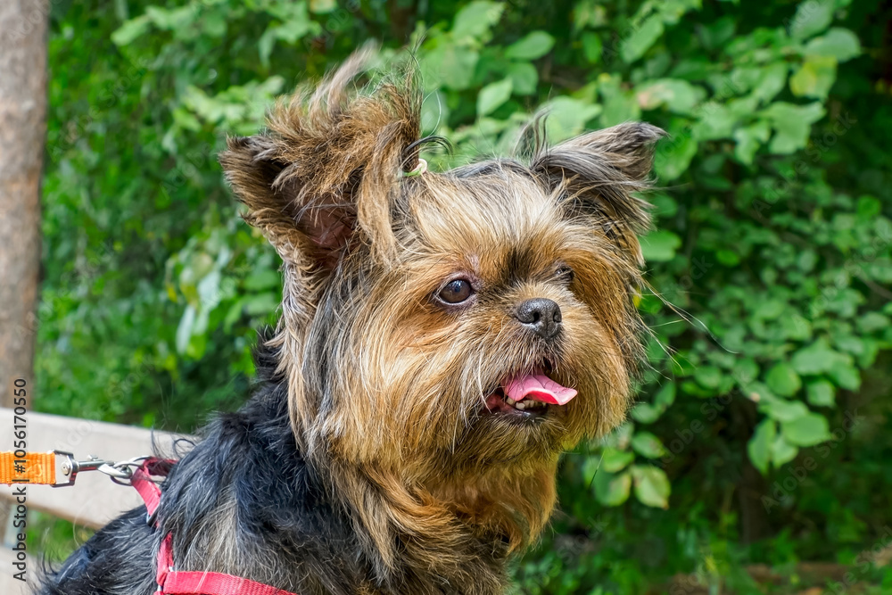 Yorkshire terrier. Pet. Smiling funny terrier in a public park. The year of the dog. Yorkshire terrier. Pet. Smiling funny terrier in a public park. The year of the dog.