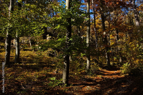 Hiking track on Harzberg at Bad Vöslau,Lower Austria,Austria
 photo