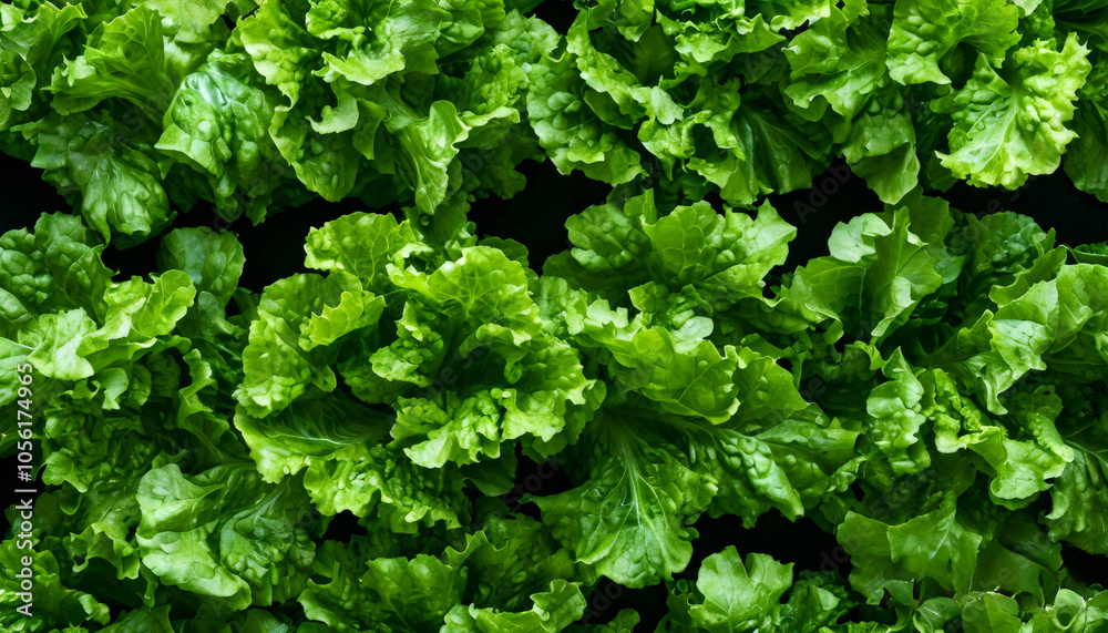 A close-up shot of fresh green lettuce leaves, showcasing their vibrant color and intricate textures against a dark background, perfect for highlighting organic vegetables. A close-up shot of fresh green lettuce leaves, showcasing their vibrant color and intricate textures against a dark background, perfect for highlighting organic vegetables.