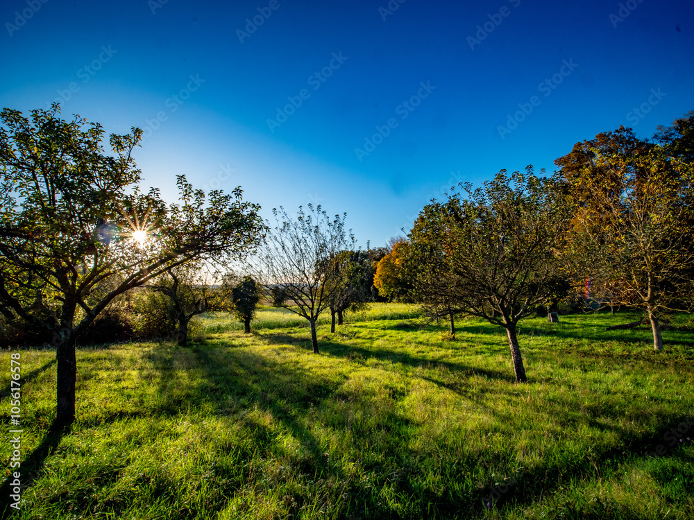 Fototapeta premium Abgestorbener Baum im Wald