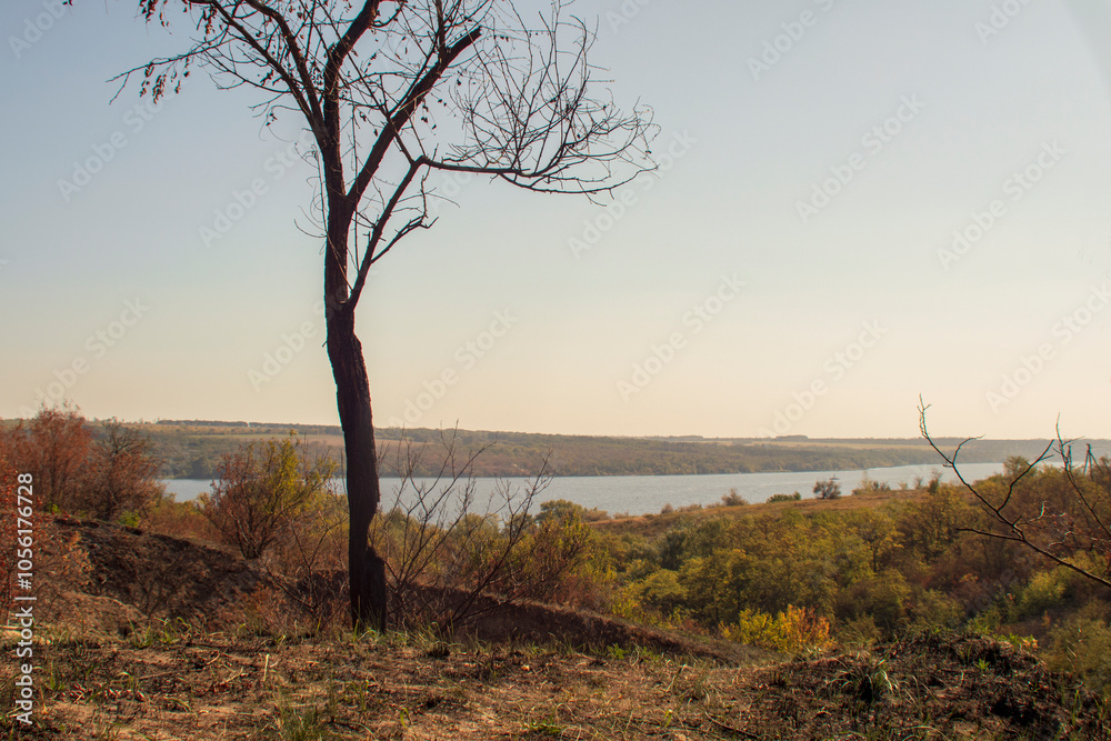 Obraz premium Autumn landscape with a lone tree without leaves and a river in the background