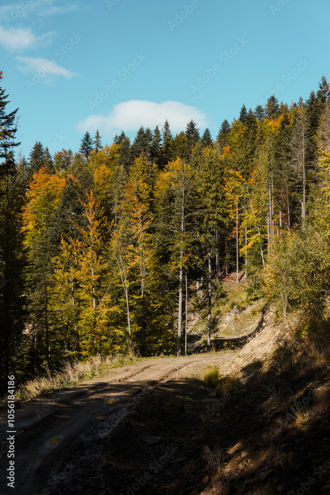 Green mystical dark forest in the mountains Green mystical dark forest in the mountains