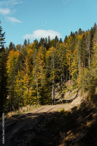 Green mystical dark forest in the mountains