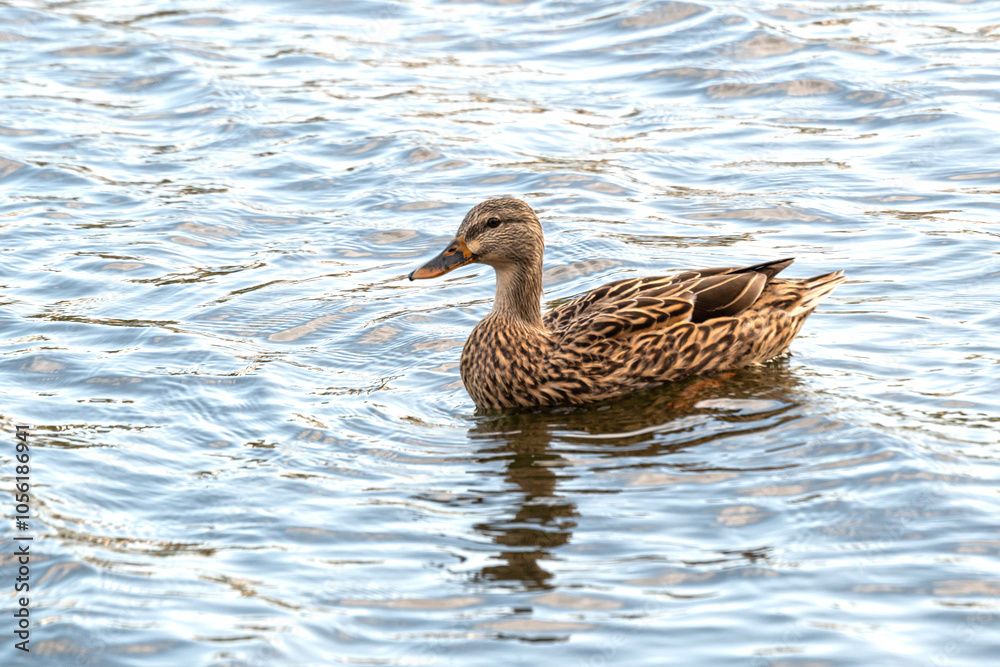 Female Mallard duck swimming in freshwater lake. Female Mallard duck swimming in freshwater lake.