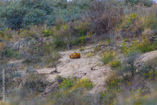 Dune landscape with resting but attentive Fox, Vulpes vulpes, lying in the sun on an open warm sandy spot on a southern dune slope in Hollands Duin with native shrubs such as Sea Buckthorn photo