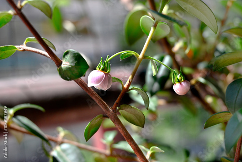 MURTILLA FRUTO Y FLOR SILVESTRE ANTIOXIDANTE DEL SUR DE CHILE PRECORDILLERA photo