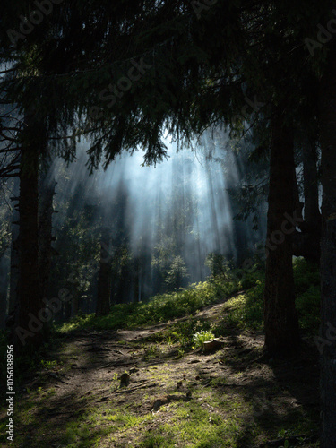 Green mystical dark forest in the mountains